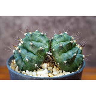 ยิมโนแฝด ยิมโนคาไลเซียม หัวแฝด Gymnocalycium mihanovichii แคคตัส