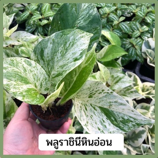 พลูด่างราชินีหินอ่อน  (Marble Queen) ส่งพร้อมกระถาง 3 นิ้ว