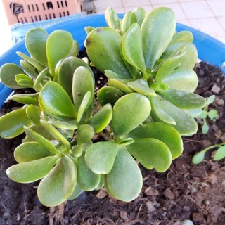 ต้นคลาสซูล่า ( Crassula Ovata)ต้นใบเงิน มีหลายขนาดให้เลือก