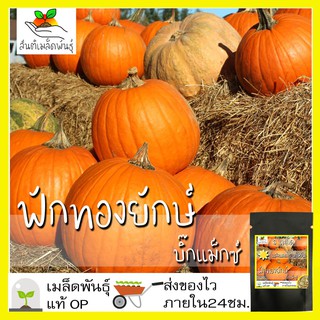 เมล็ดพันธุ์ ฟักทองยักษ์ บิ๊กแมกซ์ 6 เมล็ด Big Max Pumpkin seed เมล็ดพันธุ์แท้ นำเข้าจากต่างประเทศ ปลูกผัก สวนครัว