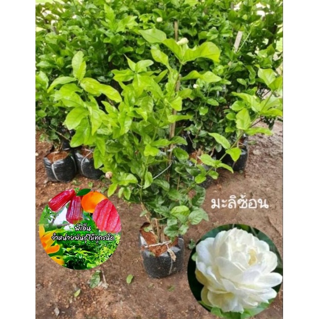 ต้นมะลิซ้อน มะลิซ้อน ขนาดต้น  80 ซม. -1เมตร 1 กอมีหลายต้น ติดดอกแล้ว