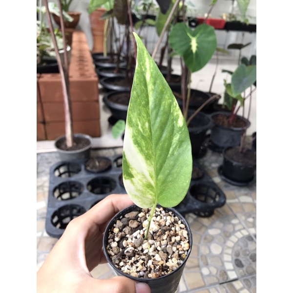อิพิ❌SOLD OUT❌ด่างเหลือง No.2 Epipremnum pinnatum yellow variegated