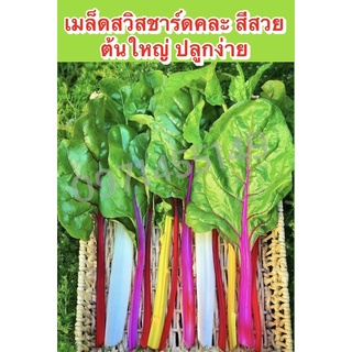 เมล็ดสวิสชาร์ดคละสี200เมล็ดเมล็ดพันธุ์สวิสชาร์ด