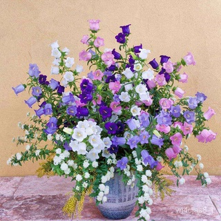 （อัตราการปลูกสูง）คุณภาพ 1000 Morning Glory Flower Seed Garden Outdoor Perennial Campanula Seed เมล็ดพันธุ์พืช เมล็ดดอกไม