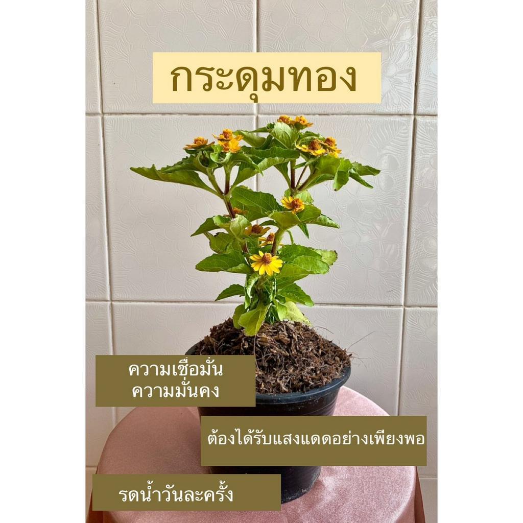 ต้นกระดุมทอง ขนาด 6 นิ้ว (สั่งซื้อขั้นต่ำ 2 ต้น หรือรวมกับต้นอื่นได้ทั้งร้านคะ)