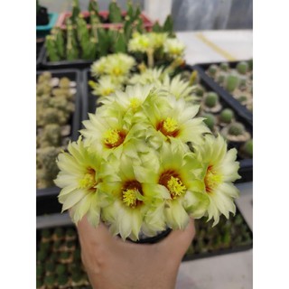 กระบองเพชร 🌵Hamato Cactus 🌵ฮามาโตะ​