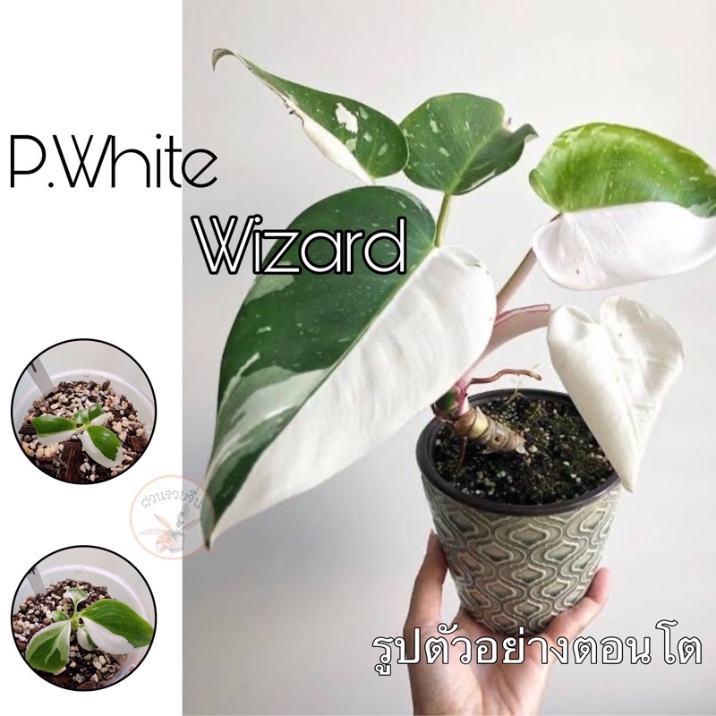 ไวท์วิสาร์ด Philodendron White Wizard ฟิโลเดนดรอนไวท์วิสาร์ด (เลือกต้นได้ครับ)