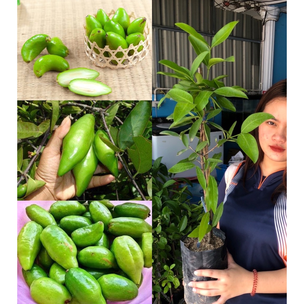 ต้นมะดันเกษตร เตี้ย ดก ผลใหญ่  รับประกันเป็นต้นเสียบยอดใช้กิ่งจากต้นแม่ที่ติดผลแล้วมาเสียบ แผลสวยปลูกได้เลยครับพันธุ์นี้