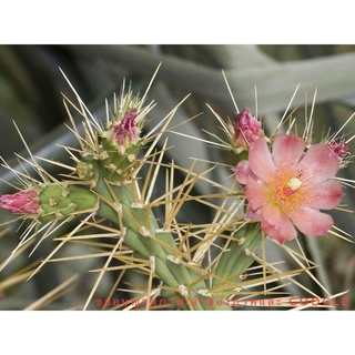 โอพันเทียหนามดูด Cylindropuntia hystrix ดอกชมพู 🌸โอพันเทีย opuntia กระบองเพชร แคคตัส 🌵