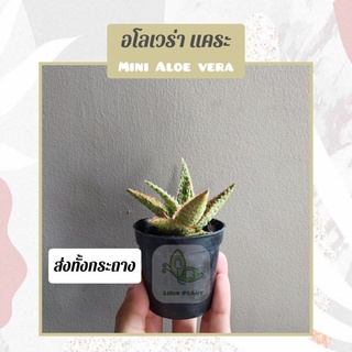 อโลเวล่าแคระ Mini Aloe vera ส่งทั้งกระถาง3"นิ้ว (ต้นไม้ฟอกอากาศ)