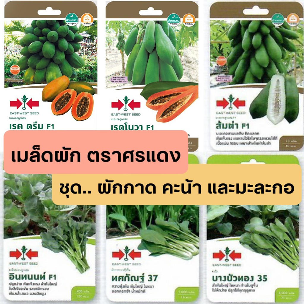 [ศรแดง][ชุดผักกาด คะน้า มะละกอ] ผักซองศรแดง เมล็ดพันธุ์ ผัก ศรแดง