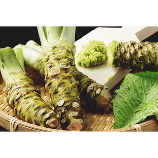 50 เมล็ดพันธุ์ วาซาบิ Wasabi Seeds มีคู่มือพร้อมปลูก อัตรางอก 80-85%