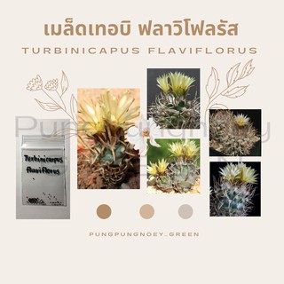 เมล็ดกระบองเพชร เมล็ดแคคตัส เมล็ด Turbinicarpus flaviflorus 10 เมล็ด