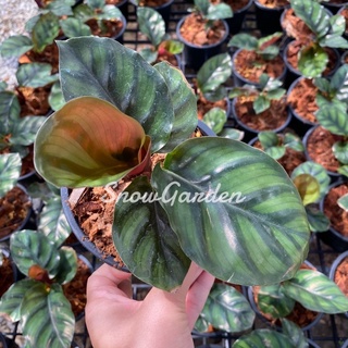 คล้าหอยเชลล์ 🪴calathea fasciata กระถาง5นิ้ว