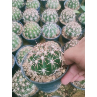 เมโล แคคตัส Melocactus กระถางใหญ่  6นิ้ว