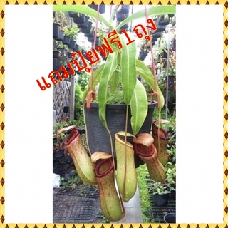 ต้นหม้อข้าวหม้อแกงลิง สายพันธุ์ Nepenthes truncata