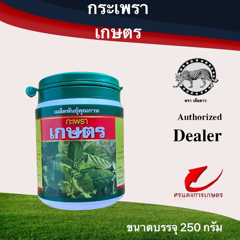 เมล็ดพันธุ์ กะเพราเกษตรเสือดาว(ใบใหญ่) 50g 250g