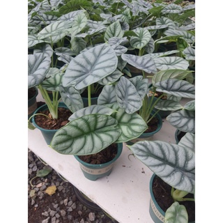 Alocasia silver dragon อโลคาเซีย ซิลเวอร์ดราก้อน ในกระถาง5นิ้ว ไม้หายาก เป็นพืชตระกลูอโลคาเซีย