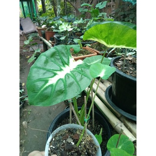 colocasia maui sunrise  สีสวย