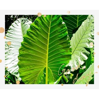 บอนกระดาดยักษ์ Alocasia macrorrhizos (L.) G.Don