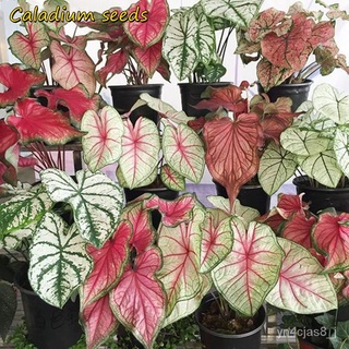 （อัตราการปลูกสูง）100pcs Mixed Colorful Caladium Seeds for Planting Beautiful Flower Seeds ต้นไม้มงคล ต้นไม้ฟอกอากาศ