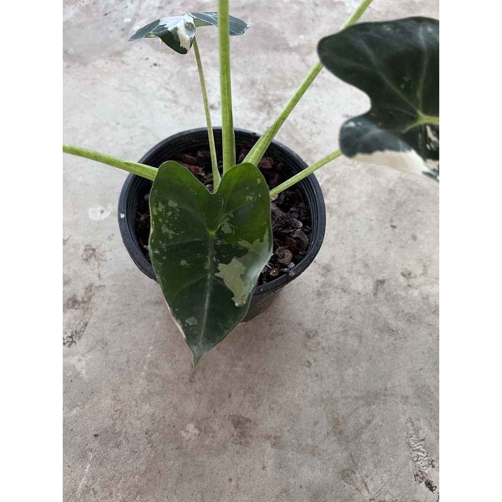 มุมมอง 9