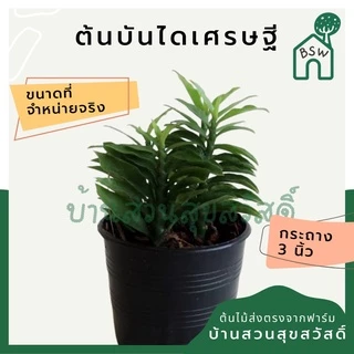 ต้นไม้มงคล 20 บาท 5 แถม 1 ต้นไม้ฟอกอากาศ ไม่มีขั้นต่ำการสั่ง อัพเดตทุกเดืแน