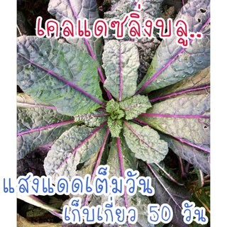 เคลแดซลิ่งบลู - Dazzling Blue Kale 120 เมล็ด