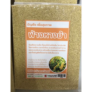 ข้าวฟ่างหางม้าธัญพืชเพื่อสุขภาพ