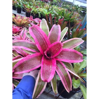 ราคาพิเศษ-นีโอ Schoking Pink (Var) # สับประรดสี# Bromeliad #ต้นไม้สวยงาม# ไม้ประดับ# ตกแต่งสวน# ปลูกตกแต่งบ้าน