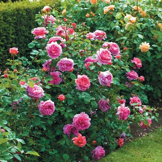 กุหลาบพุ้ม princess alexandra of kent rose