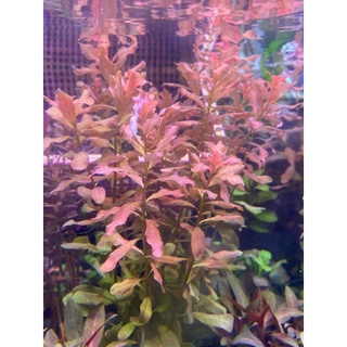 Ludwigia inclinata (พวงชมพู) ​ต้นไม้น้ำ ต้นไม้น้ำพร้อมปลูก  ***กรุณาอ่านรายละเอียดก่อนสั่งซื้อ***