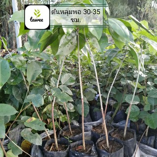 หลุมพอ 35 ซม. ต้นหลุมพอ ไม้โต กว่า ต้นยางนา
