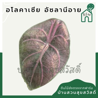 อโลคาเซีย อัซลานีอาย กระดูกสีชมพูม่วง  (Alocasia Azlanii)