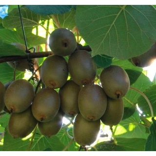 10 เมล็ด เมล็ดกีวี่ (Kiwi) พันธุ์ Bruno