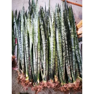 ลิ้นมังกรไม้ฟอกอากาศ🌵🌵🌵(ขั้นต่ำ3ต้น)
