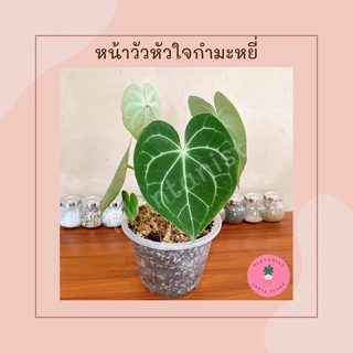 หน้าวัวหัวใจใบกำมะหยี่ | Anthurium Crystallinum ไม้สะสม ไม้หายาก ต้นใหญ่ ฟอร์มสวย | กระถางใส 8"