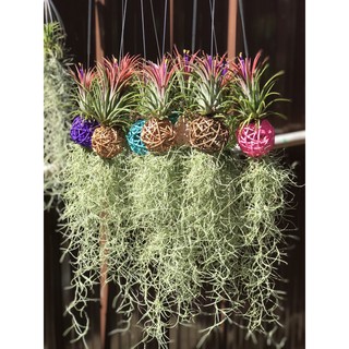 เคราฤาษีทิลแลนเซียตะกร้อหวาย คละสี (ทิลแลนเซีย มีสีตามฤดูกาล)