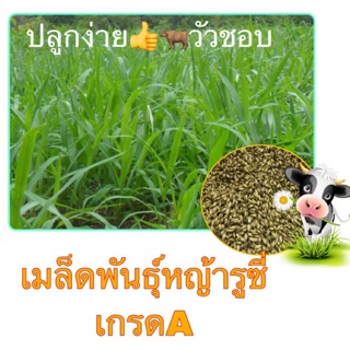 เมล็ดพันธุ์หญ้ารูซี่ 🌱🌱เมล็ดใหม่คัดเกรดA แพค1กก มีราคาส่ง‼️