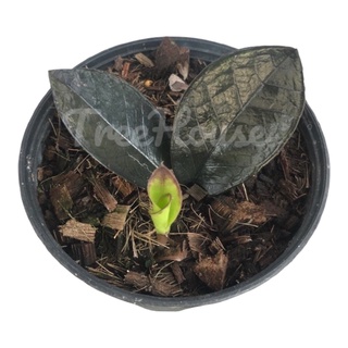 กวักมรกตดำ (มีหัวทุกต้น) กระถาง 4 นิ้ว (zamioculcas zamiifolia black) pot”4