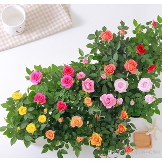 30 เมล็ด เมล็ดพันธุ์ กุหลาบ แคระ กุหลาบหนู สำหรับปลูก สายพันธุ์ มินิ บอนไซ คละสี Mini Rose Bonsai Seeds