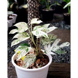 🤍💚🌿 Epipremnum Pinnatum Marble (อิพิมาร์เบิ้ล ลายหินอ่อน)