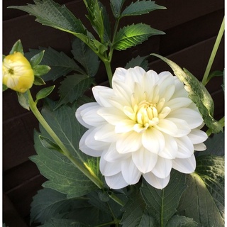 1 หัว/ออเดอร์ รักเร่ Dahlia สายพันธุ์ White Onesta หัวรักเร่