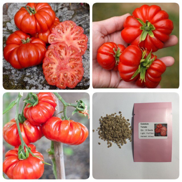 มะเขือเทศ คอสโตลูโต - Costoluto Tomato