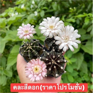 ยิมโนสวยๆ 🌵🌵❇️คละสีดอก ไซร์4.5.-5.5cmจัดส่งทั้งกระถาง