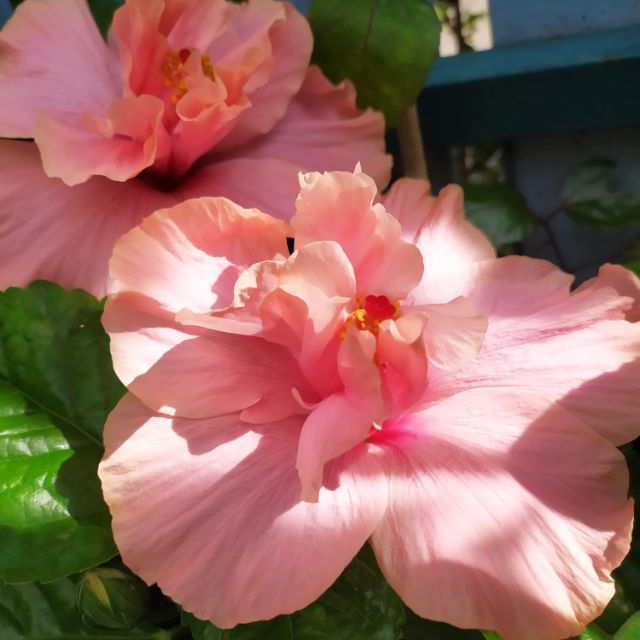 ต้นชบาซ้อนสีชมพูอ่อน โอล์ดโรสดอกใหญ่ กระถาง12นิ้ว และ ถุงดำ