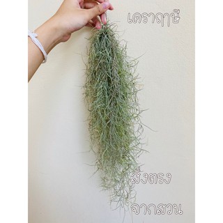 เคราฤาษี หนวดฤาษี พร้อมลวดแขวน ส่งตรงจากสวน