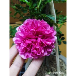 กุหลาบ​ ร๊อคบังยี​ (Rosa​ Roxburghii)​
