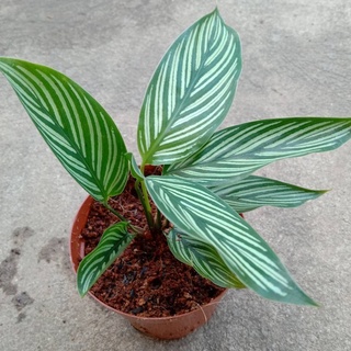 คล้าวิททาทา Calathea Elliptica Vittata กระถาง 4 นิ้ว #ไม้ฟอกอากาศ