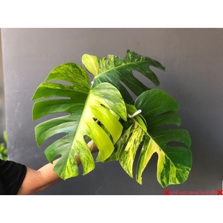 Monstera Borsigiana Aurea มอนสเตอร่าด่างเหลือง